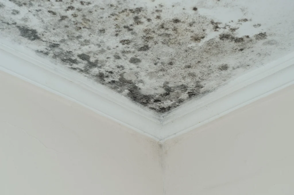 do humidifiers cause mold