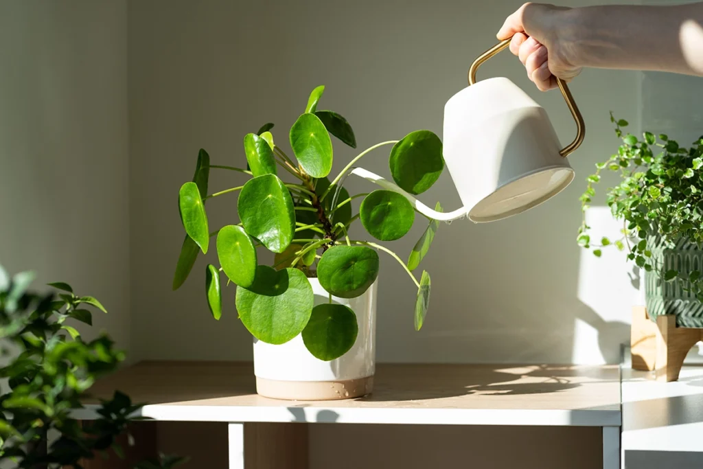 how to increase humidity in house