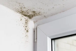 does heat kill mold